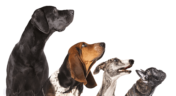 City Paws Pet Club