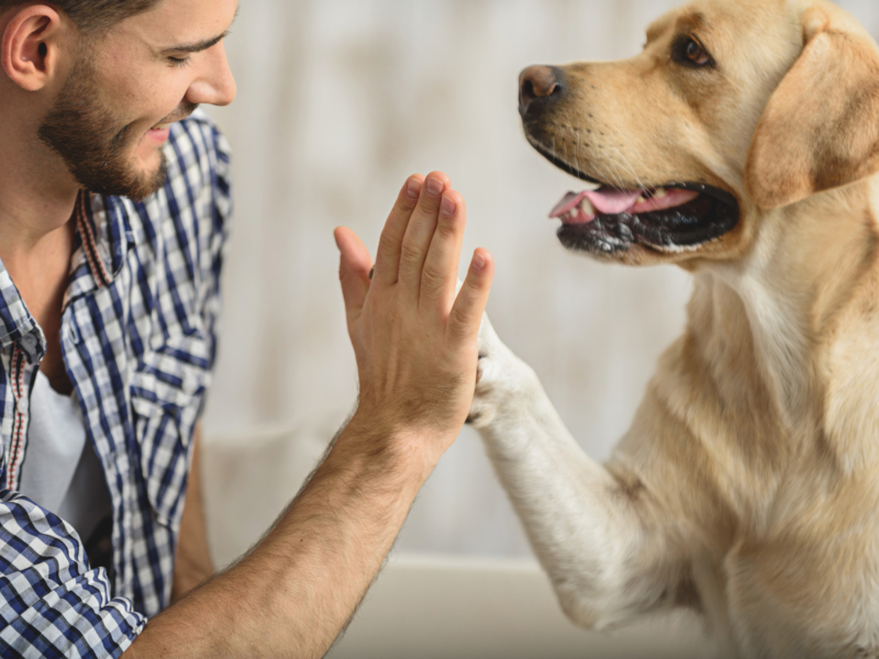 City Paws Pet Club