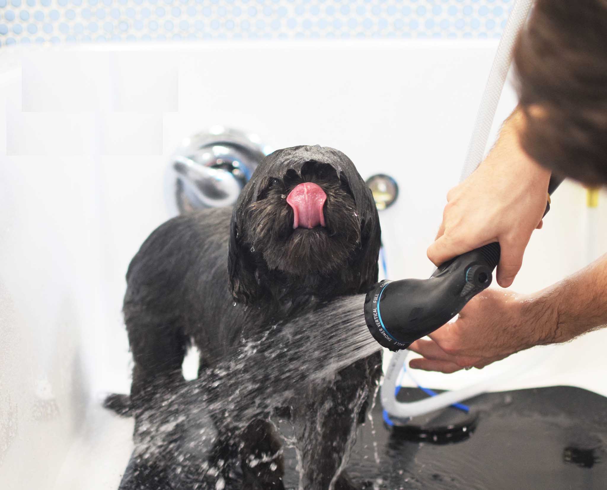 Dog grooming at City Paws