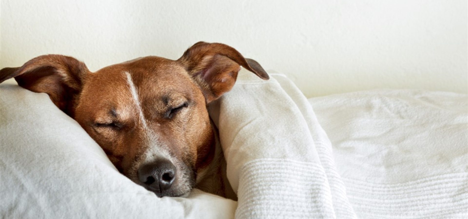 A dog enjoying dog boarding services in Minneapolis, MN