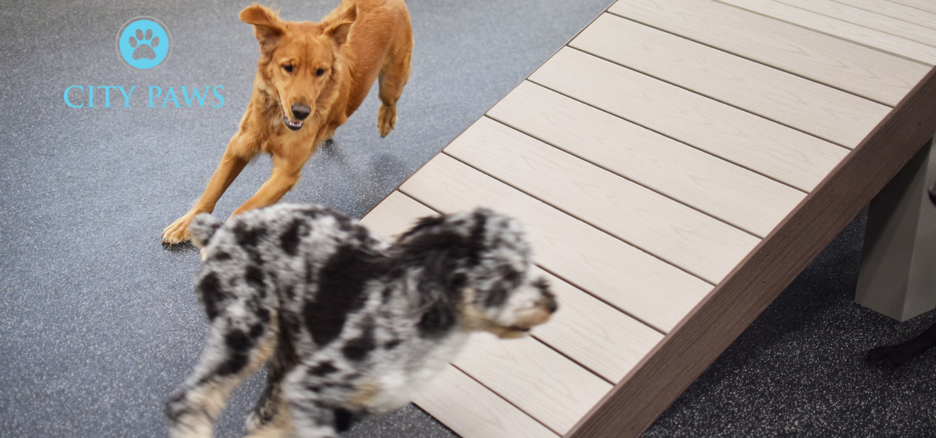 https://citypawspetclub.com/wp-content/uploads/2025/03/CP_0248-X3-1920x900.jpg
