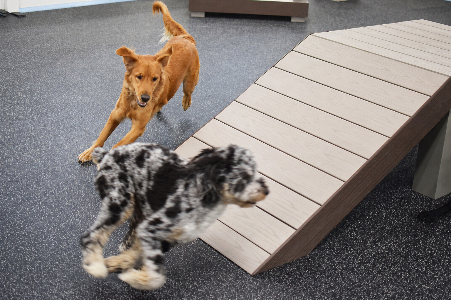 Dogs playing at City Paws dog daycare in Minneapolis
